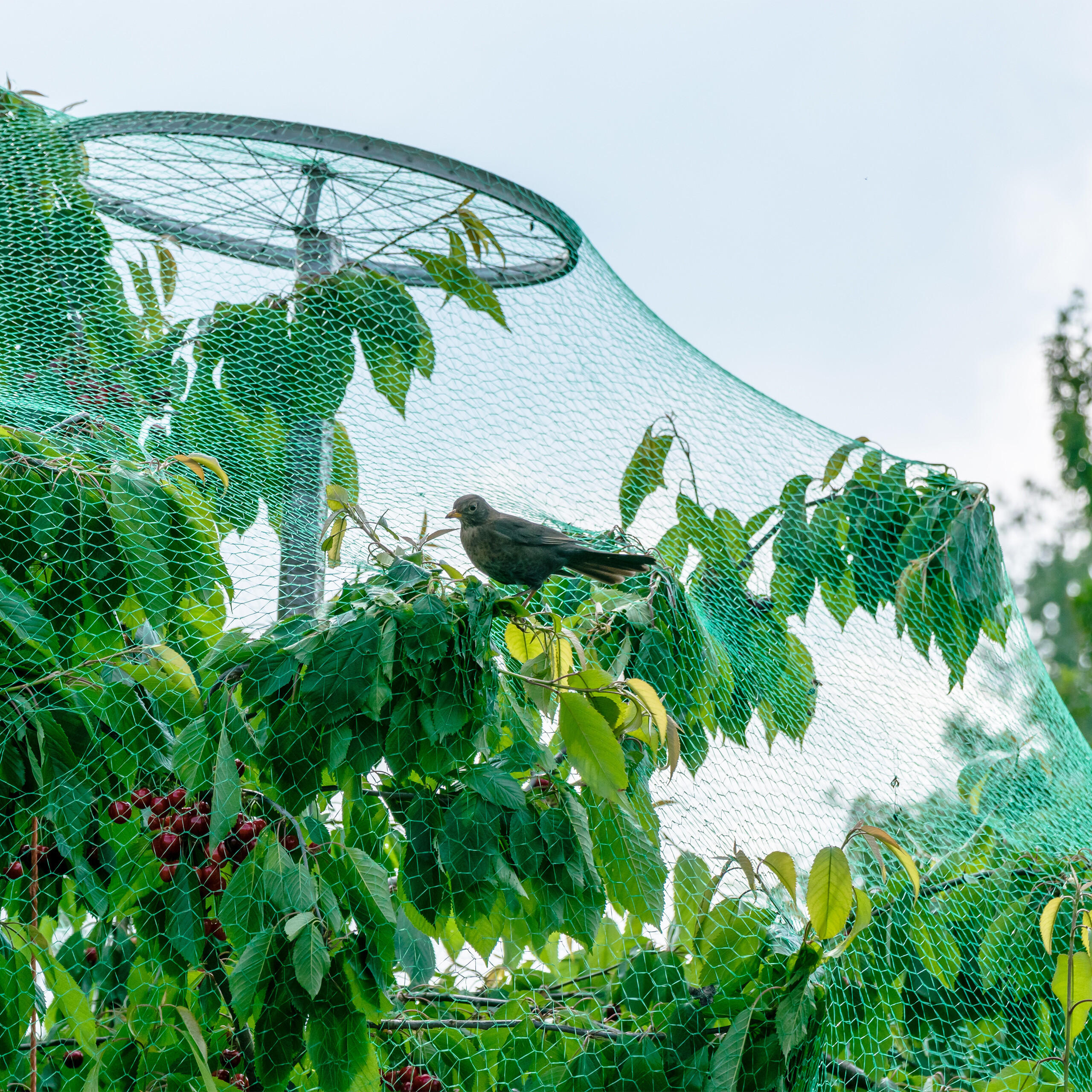 3xVOGELNETZ - Grün, Kunststoff (1000/400cm) - Relaxdays