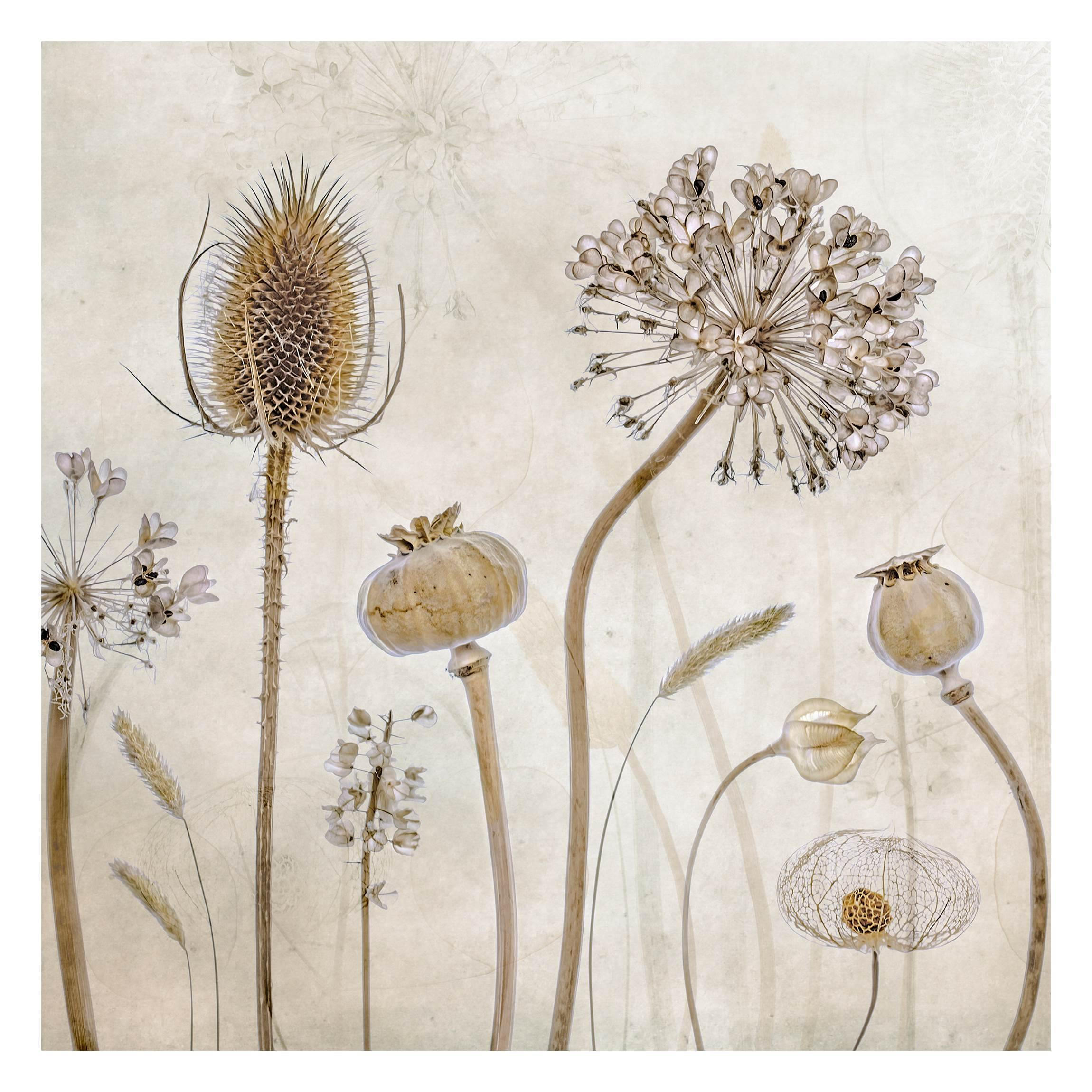 FOTOTAPETE Growing Old 288/288 cm - Eichefarben, Papier (288/288cm) - Bilderwelten