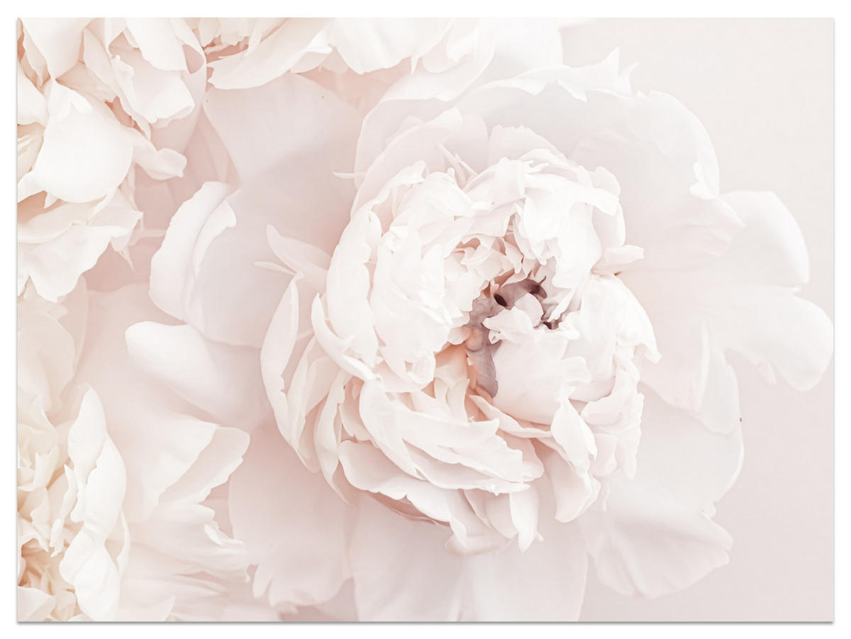 FOTOTAPETE für Schlafzimmer Pfingstrosen Blumen 3D 250x175 - Beige/Rosa, Papier (250/175cm) - Muralo