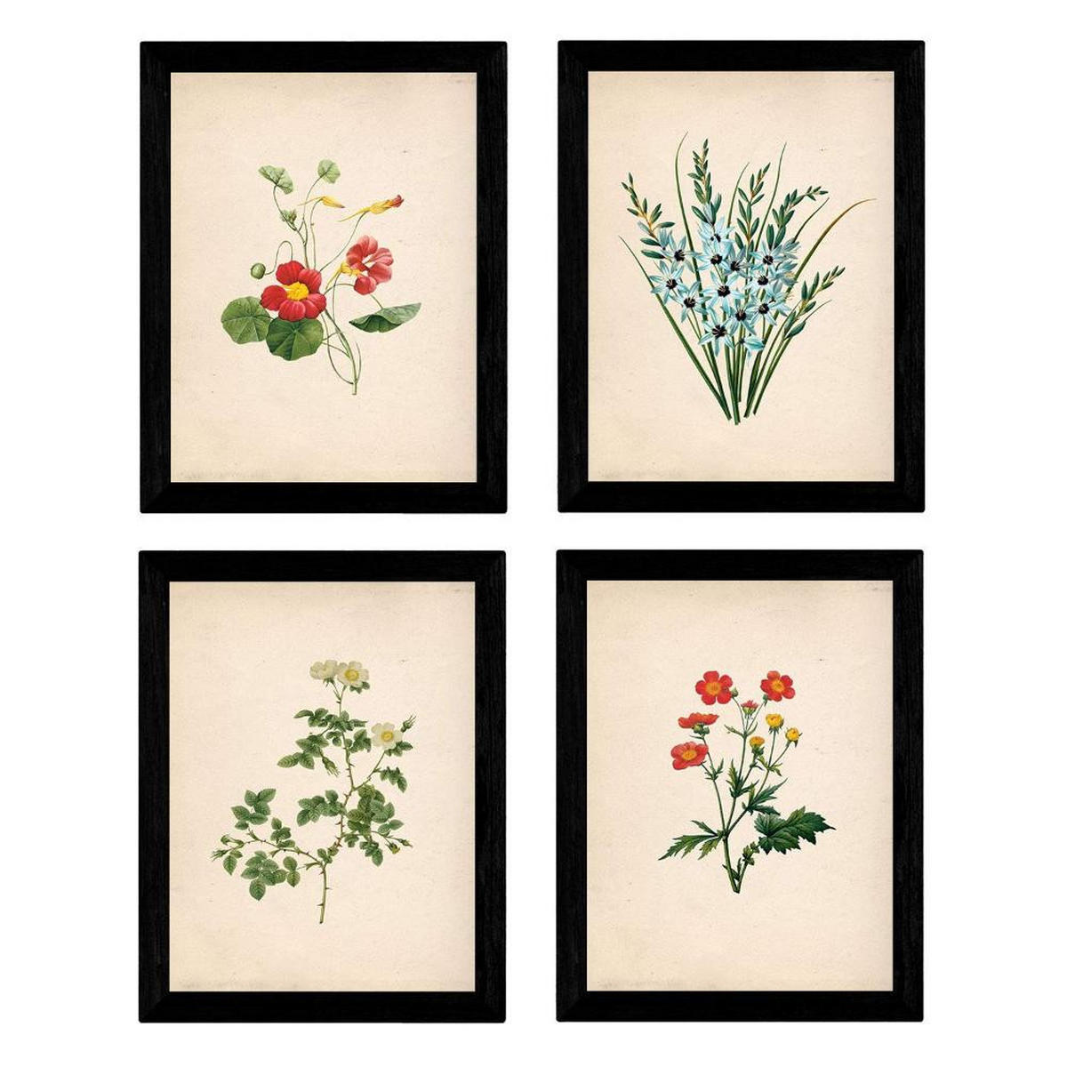POSTER Set mit 4 Botanischen Stils Sensitive A3 Rahmenlos - Klar, Papier (29.7/3cm) - Nacnic