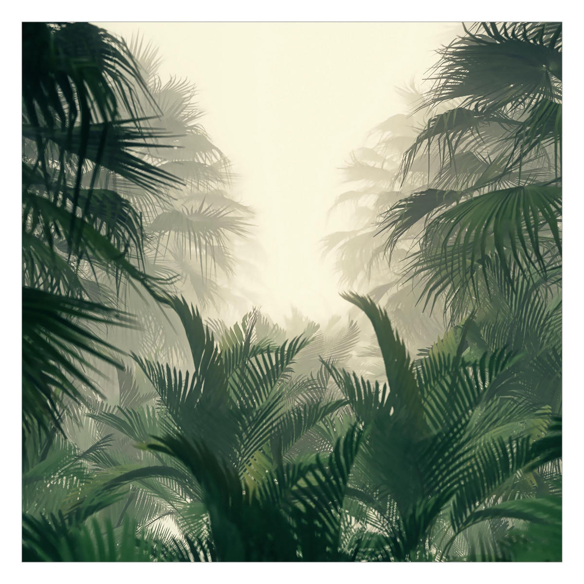 FOTOTAPETE Tropenpflanzen im Nebel 288/288 cm - Grün, Papier (288/288cm) - Bilderwelten