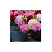 LEINWANDBILD Dahlia 50x50cm - Pink/Altrosa, Textil (50/1cm) - Art for the Home