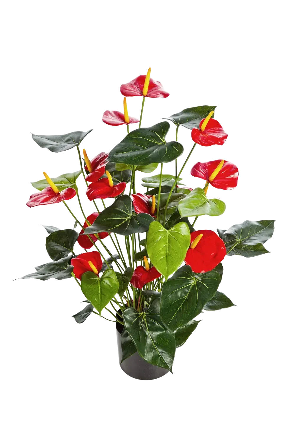 KUNSTPFLANZE Künstliche Flamingoblume - Caspar 78 cm - Rot, Kunststoff (78cm) - aplanta