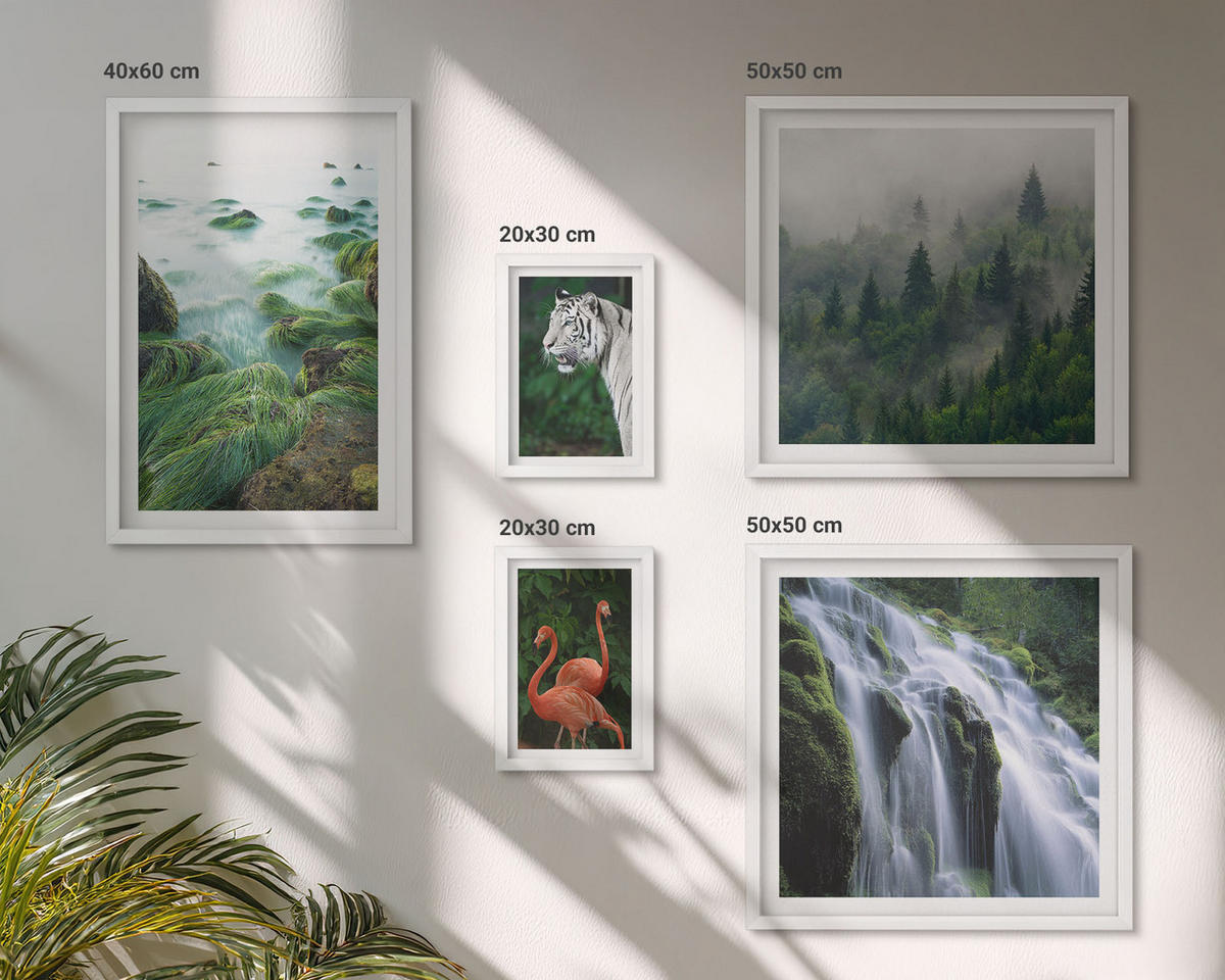 WANDBILDER 5er-Set - 50x50 cm & 20x30 cm & 40x60 cm Weißer Rahmen - Tiger Wasserfall Flamingos Natur - Weiß, Kunststoff (40/60cm) - ArtPrintCave