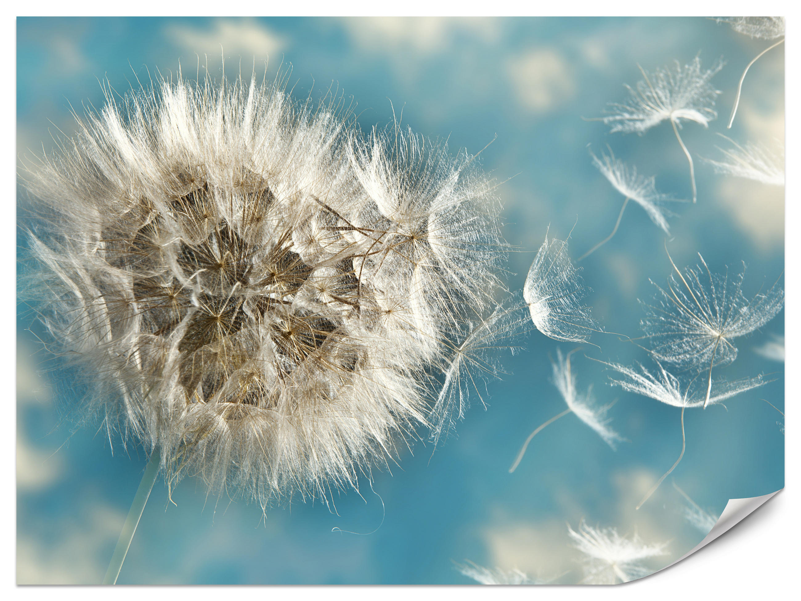 FOTOTAPETE für Schlafzimmer Löwenzahn im Wind Leicht Dynamisch 300x210 - Blau/Beige, Papier (300/210cm) - Muralo
