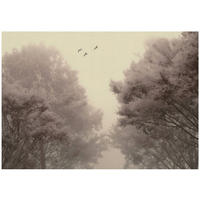 FOTOTAPETE Wald Bäume Beige 350x250 cm - Multicolor, Papier (350/250cm) - Wallarena