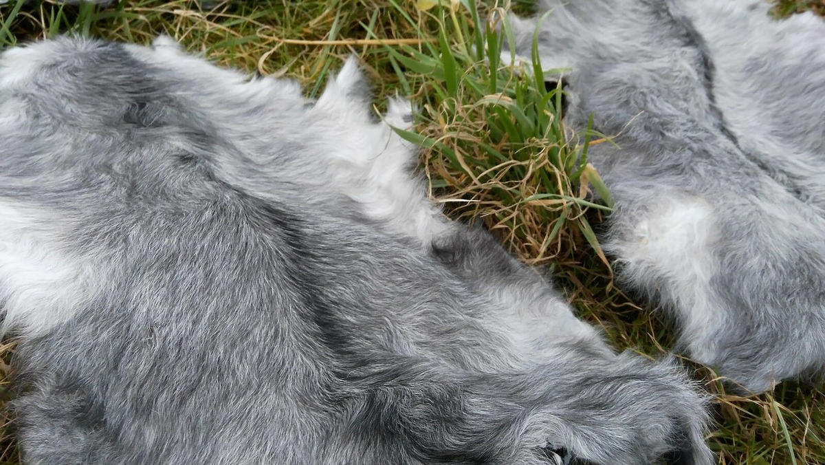 FELL Zickelfell Naturgrau ca. 30/40 cm, 50 Stück - Naturfarben/Grau, Fell (30/40cm) - Provellus