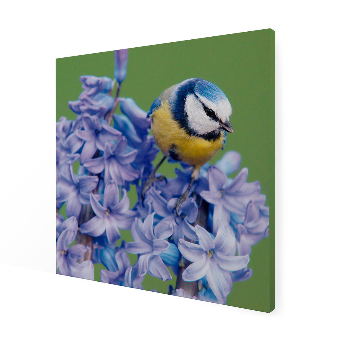 LEINWANDBILD Vogel auf einer Blume 50x50cm - Lila/Grün, Textil (50/1cm) - Art for the Home