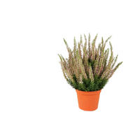KÜNSTLICHE Erike - Matilda 35 cm - Grün, Kunststoff (35cm) - aplanta