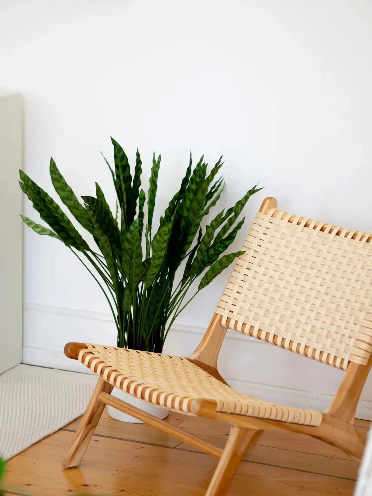 CALATHEA Künstliche Calathea - Jane 84 cm - Grün, Kunststoff (84cm) - aplanta