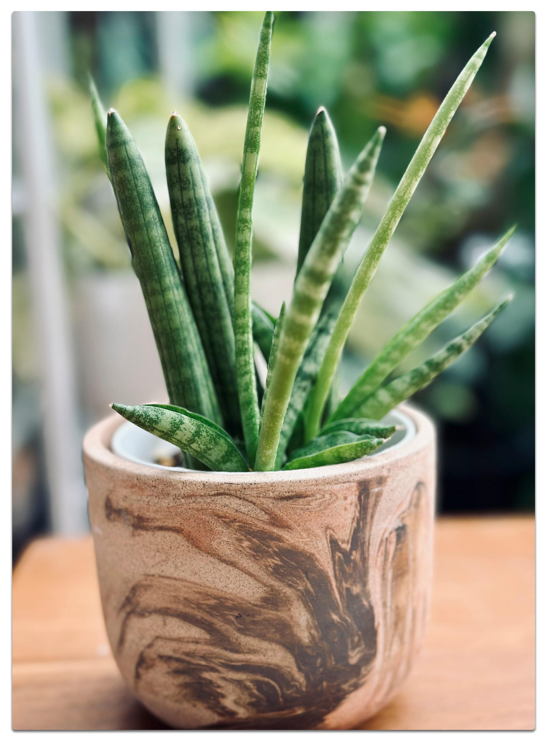 Keramik-Blumentopf mit dekorativen braunen Wirbeln, bepflanzt mit einer eleganten, gestreiften Grünpflanze – ideal für Innenräume oder Gartenbereiche.