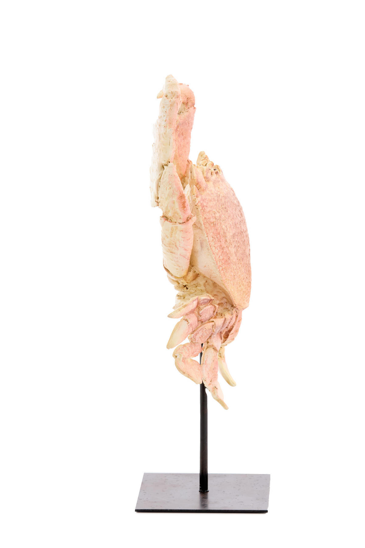 ORNAMENT Krabbe Orange 23/12,5/42,5 cm - Orange, Kunststoff (12.5/42.5/23cm) - Light & Living