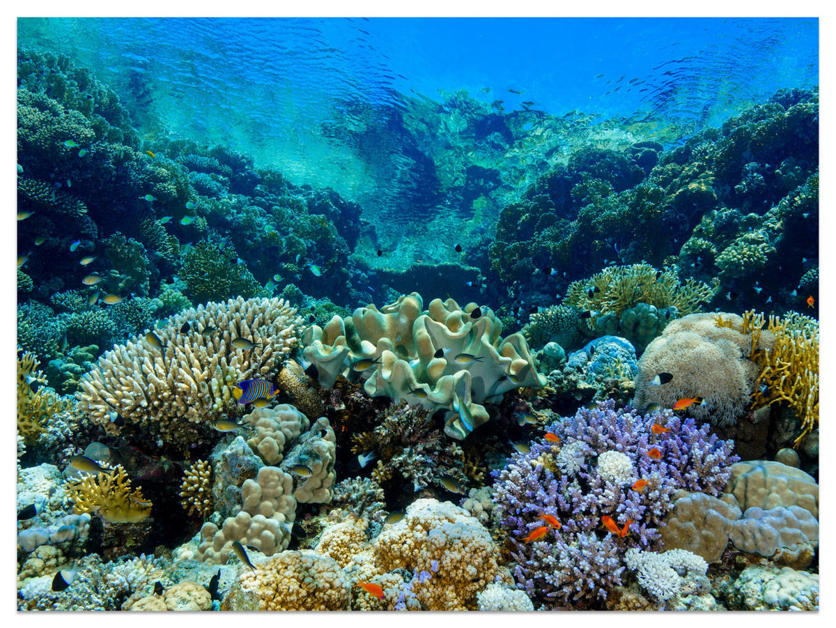 FOTOTAPETE Unterwasserwelt Korallenriff Bunte Fische Meer Natur 400x280 - Türkis/Gelb, Papier (400/280cm) - Muralo