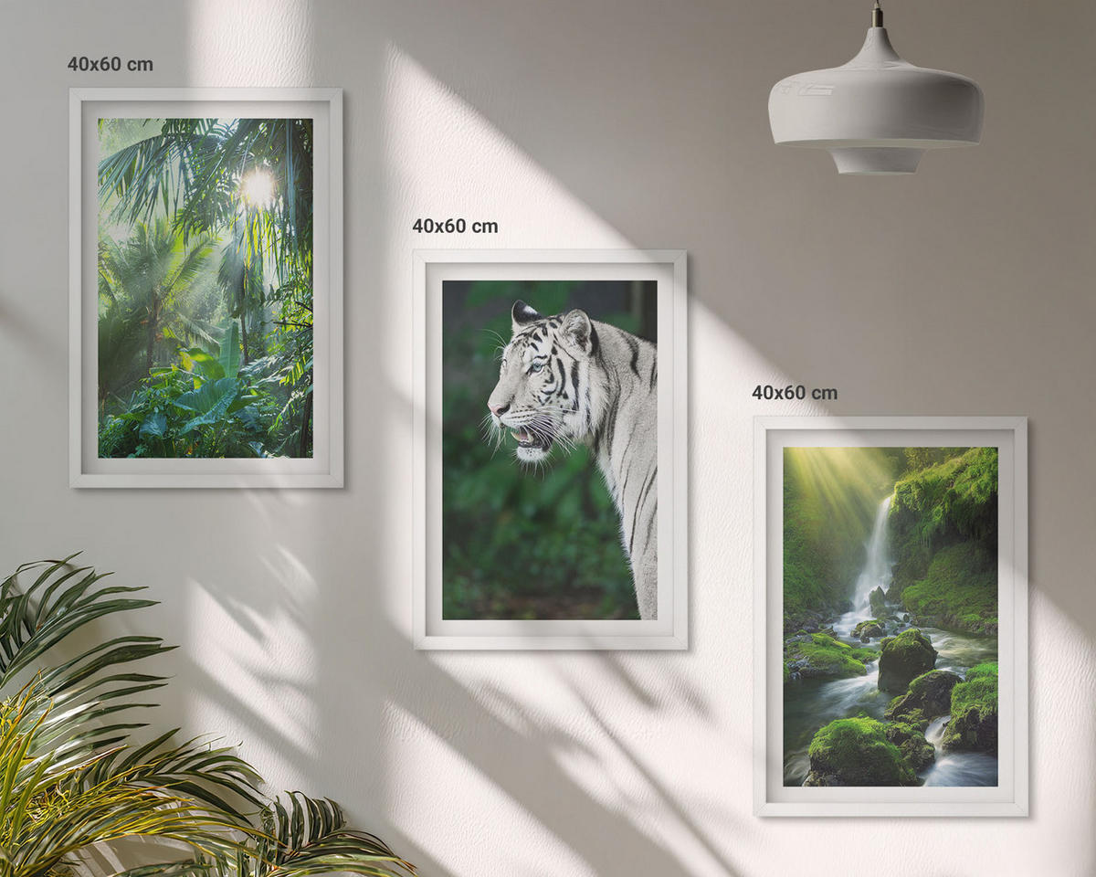 WANDBILDER 3er-Set - 40x60 cm Weißer Rahmen - Dschungeltigerwasserfall - Weiß, Kunststoff (40/60cm) - ArtPrintCave