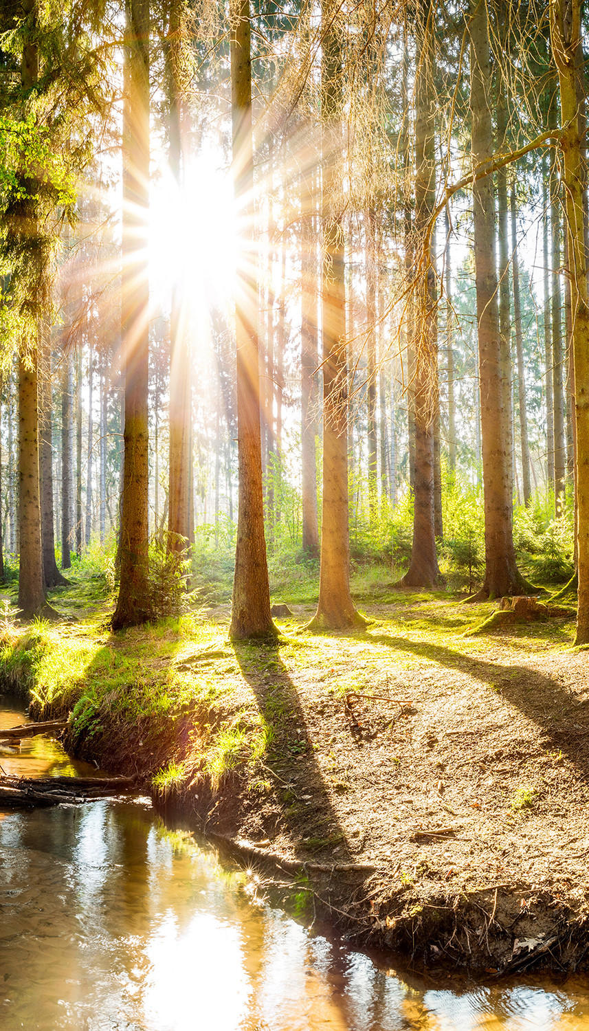 VERDUNKELUNGSROLLO 80x140 cm Sonne im Wald - Braun, Textil (80/140cm) - TULUP