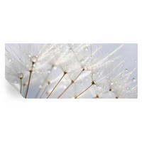 FOTOTAPETE 250x104 cm - Rosafarbener Löwenzahn - Weiß, Textil (250/104cm) - Wallfluent