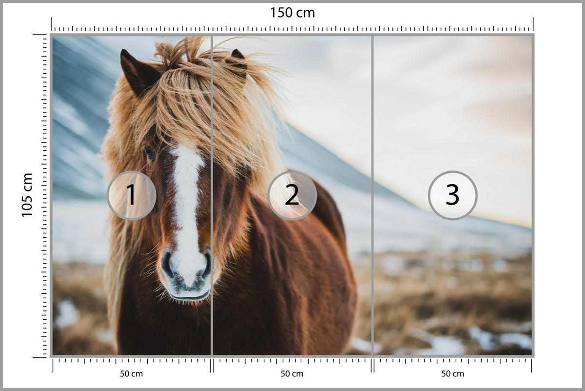 FOTOTAPETE für Schlafzimmer Isländisches Wildpferd Portrait Wiese 150x105 - Beige/Braun, Papier (150/105cm) - Muralo