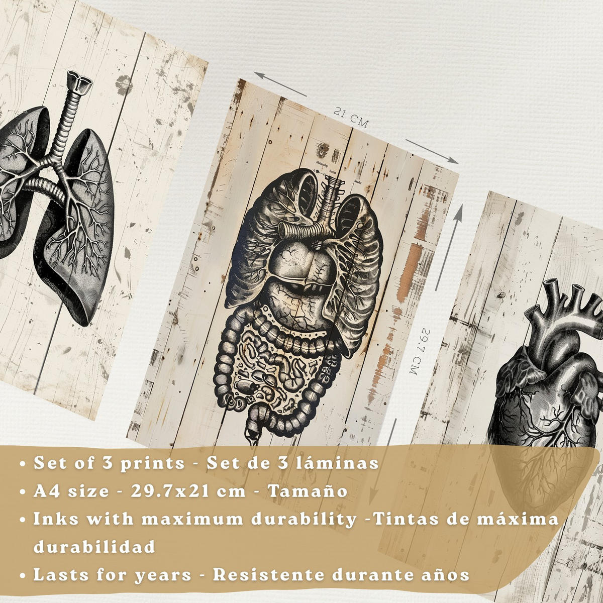 POSTER Set aus 3 Anatomie Mensch Drucke und Wandbilder mit Lungen Darm und Herz Rustikaler Stil Medizinische Wanddekoration Größe Weißer Rahmen A4 - Weiß, Papier (21/29.7/3cm) - Nacnic