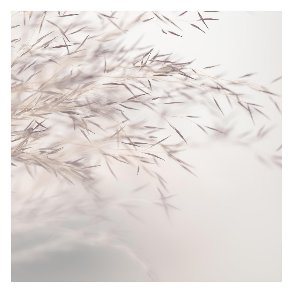 FOTOTAPETE Wiesengras Close Up 240/240 cm - Eichefarben, Papier (240/240cm) - Bilderwelten