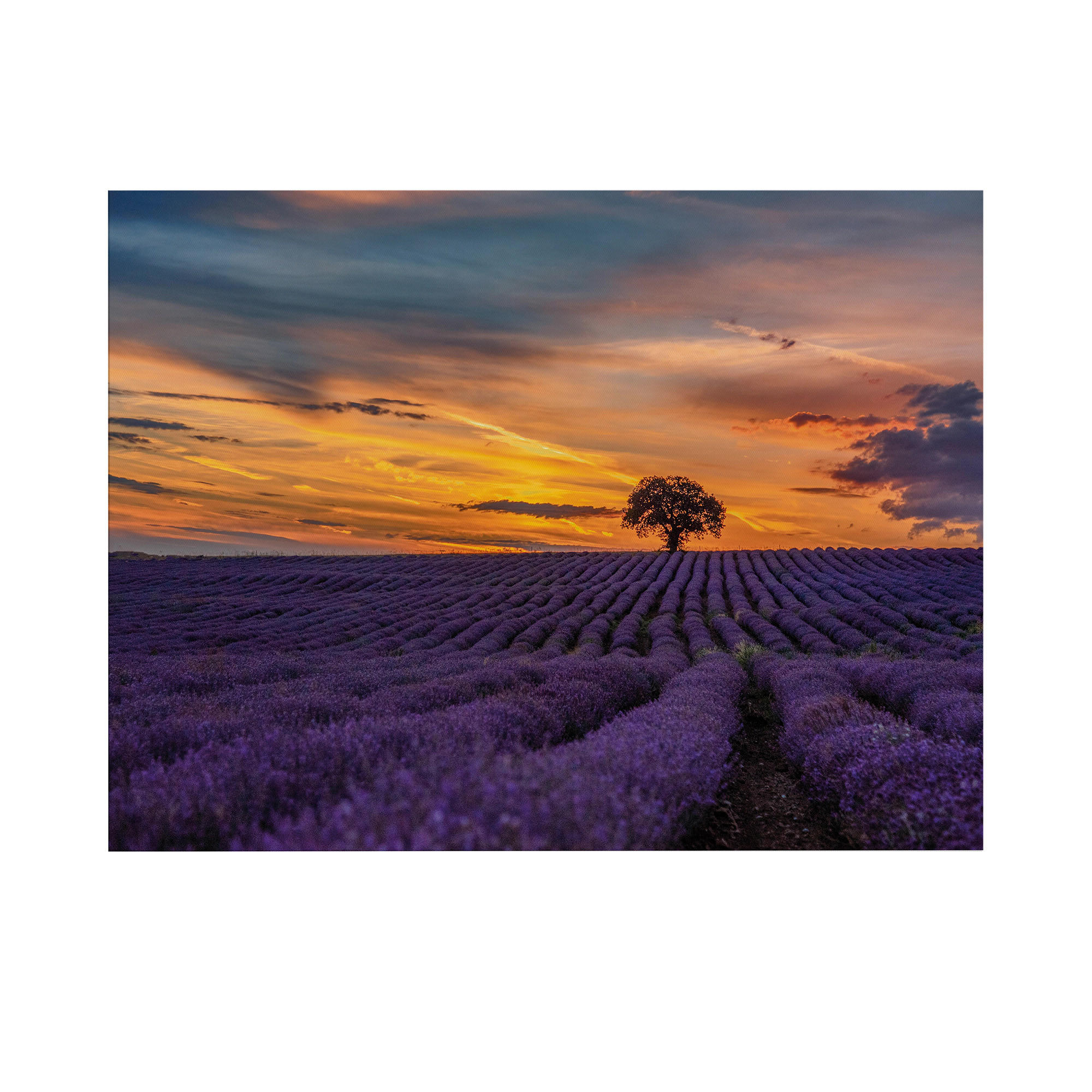 LEINWANDBILD Lavendelfeld bei Sonnenuntergang 50x70cm - Lila/Orange, Textil (50/1cm) - Art for the Home
