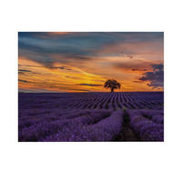 LEINWANDBILD Lavendelfeld bei Sonnenuntergang 50x70cm - Lila/Orange, Textil (50/1cm) - Art for the Home