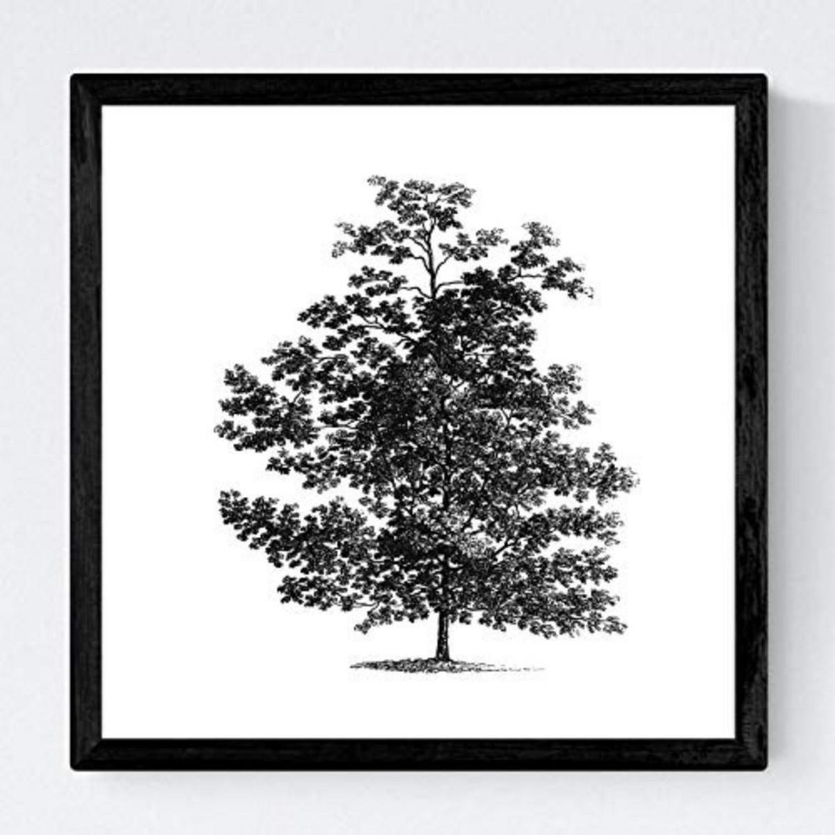 POSTER Set mit 4 Blättern der Laubbäume weiß 20x20cm Schwarzer Rahmen - Schwarz, Papier (20/3cm) - Nacnic