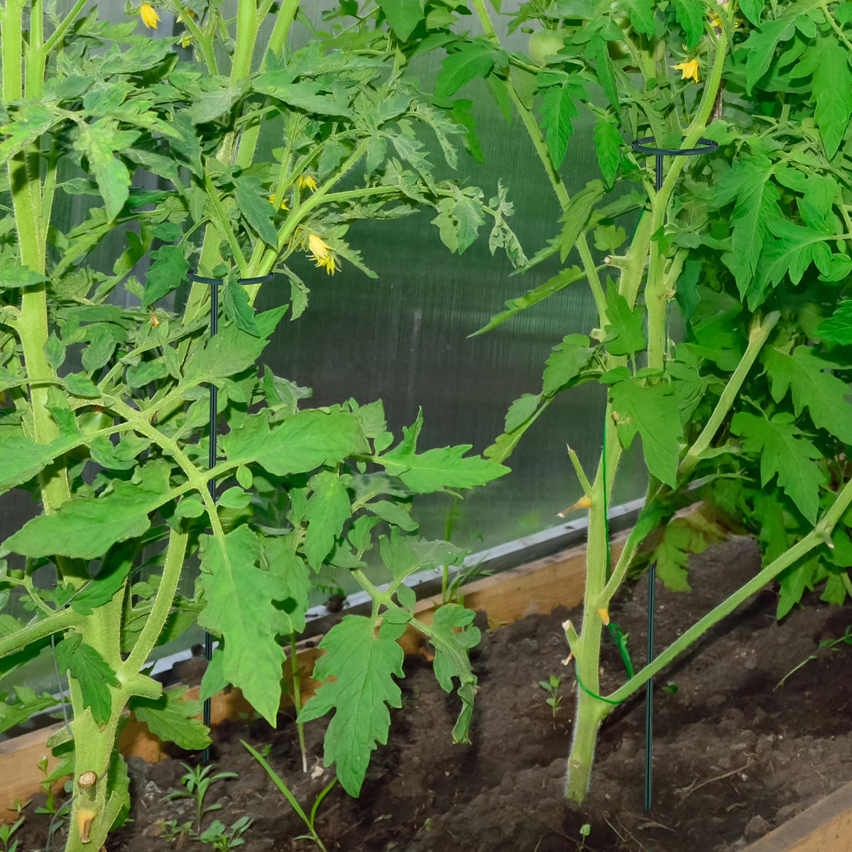 10XPFLANZSTÄBE - Dunkelgrün, Metall (6/60/6cm) - Relaxdays