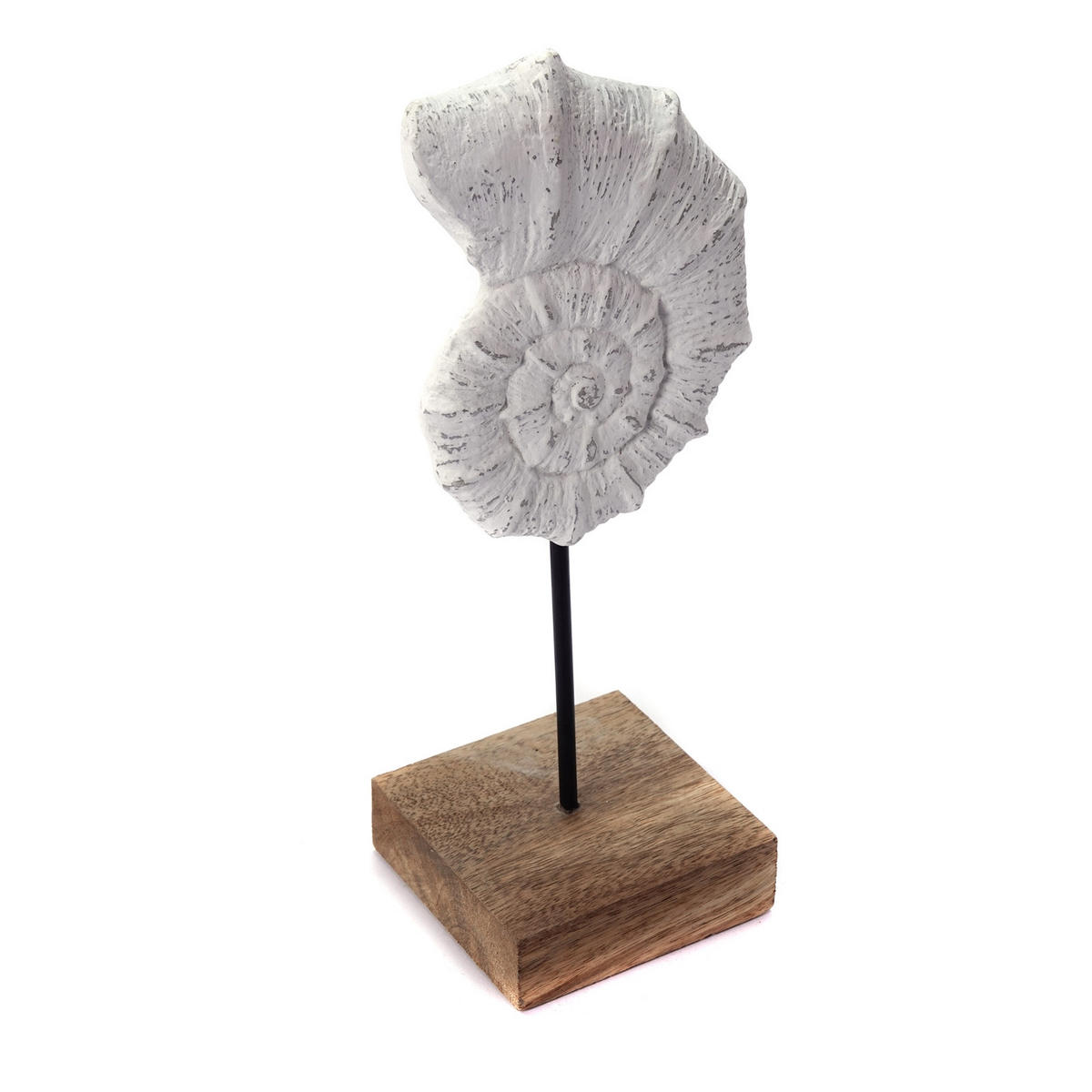 SKULPTUR MUSCHEL Shell Mangoholz-Sockel weiß-natur - Weiß, Holz (13/31/10cm) - CREEDWOOD