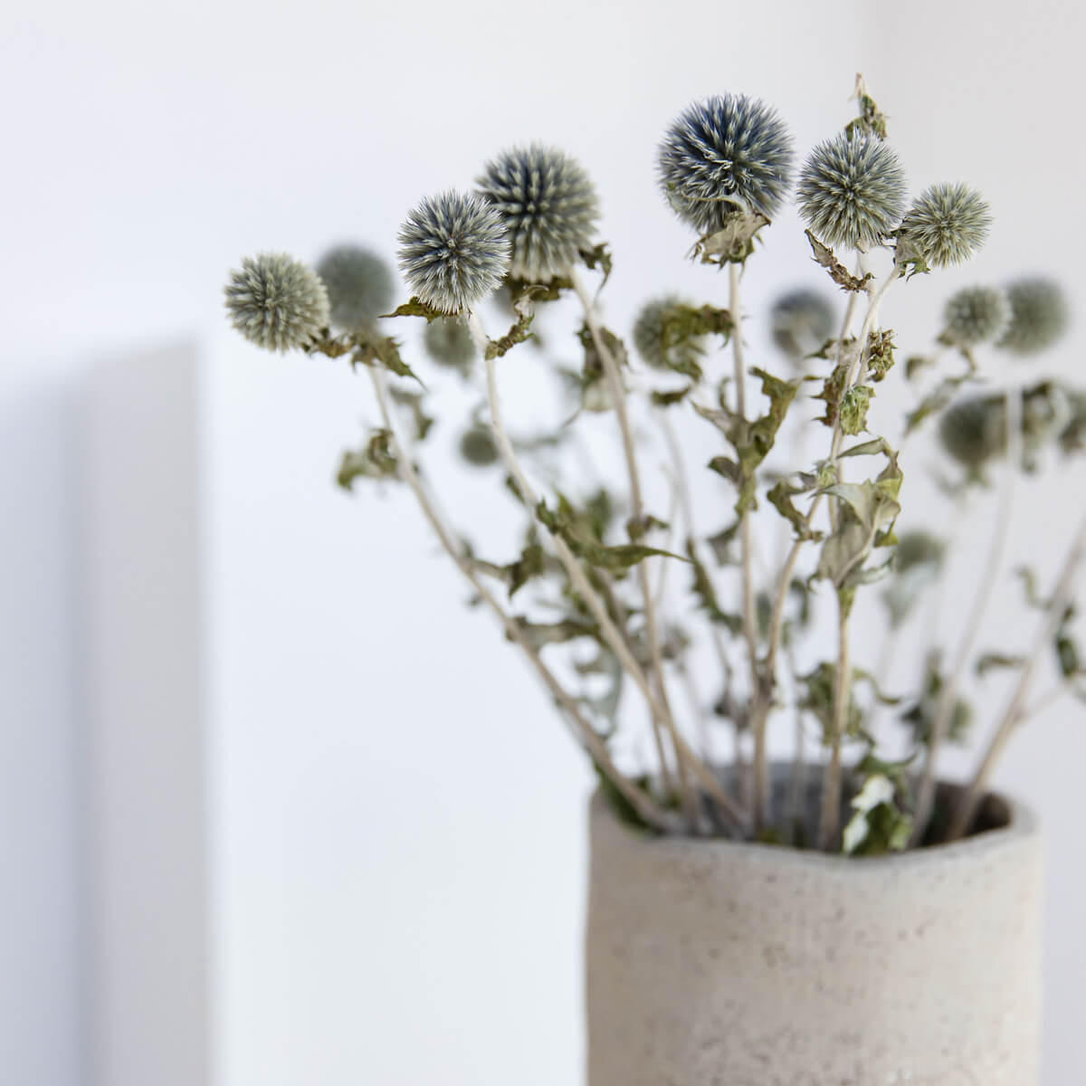KUGELDISTEL - Echinopsis - blau / 60 cm - Blau, Naturmaterialien (60cm) - Lykke & You