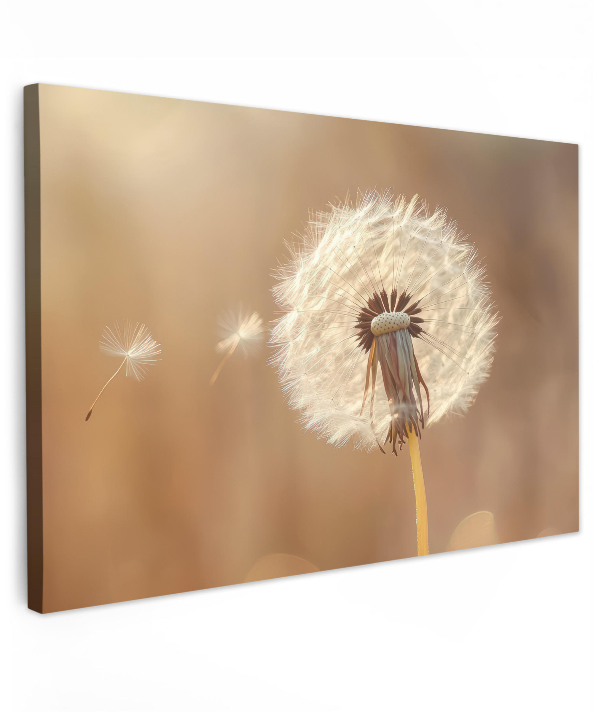 LEINWANDBILD Löwenzahn - Beige - Natur - Blume 150x100 cm - Hellbraun, Textil (150/100cm) - MuchoWow
