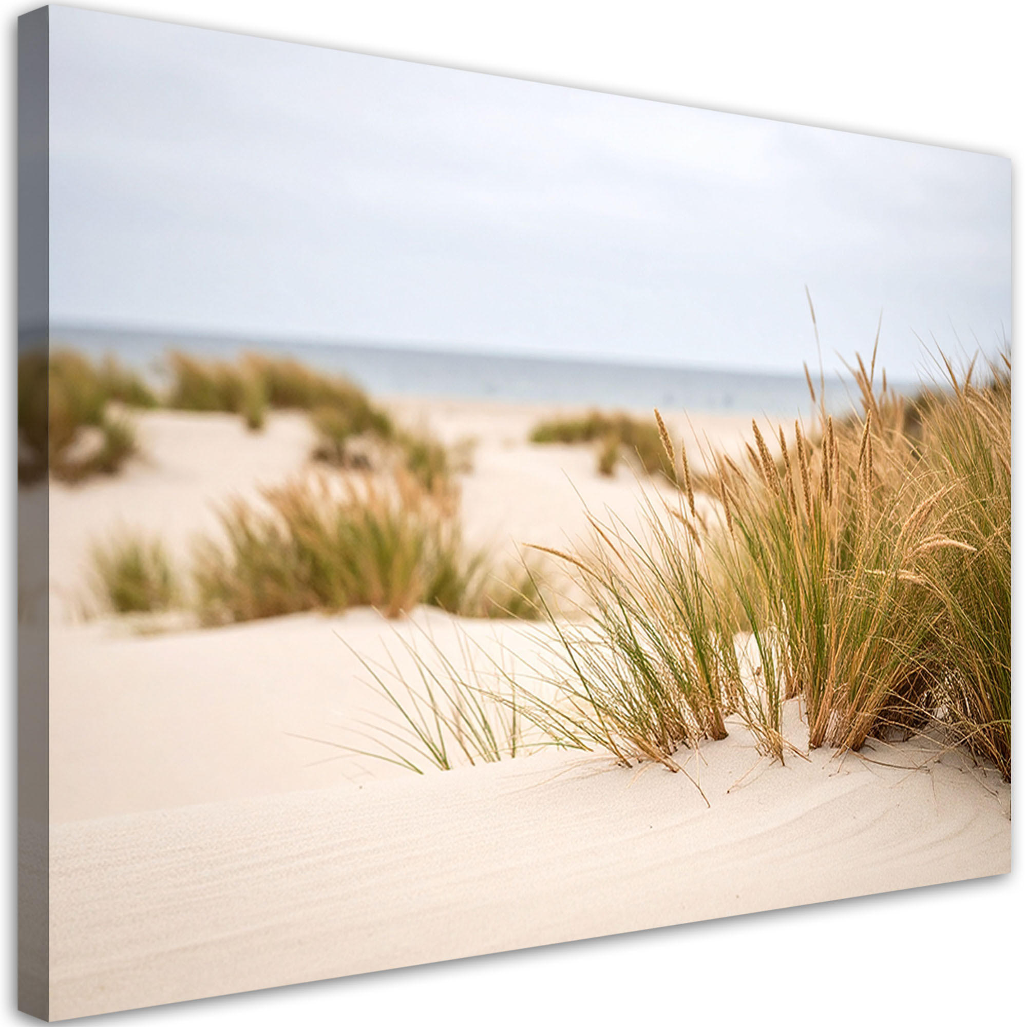 LEINWANDBILD Strand Meer Pflanzen Dünen Natur 120x80cm - Beige, Textil (120/80cm) - Feeby