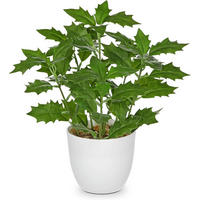 KUNSTPFLANZE Ficus 25 cm - Grün, Kunststoff (25cm)