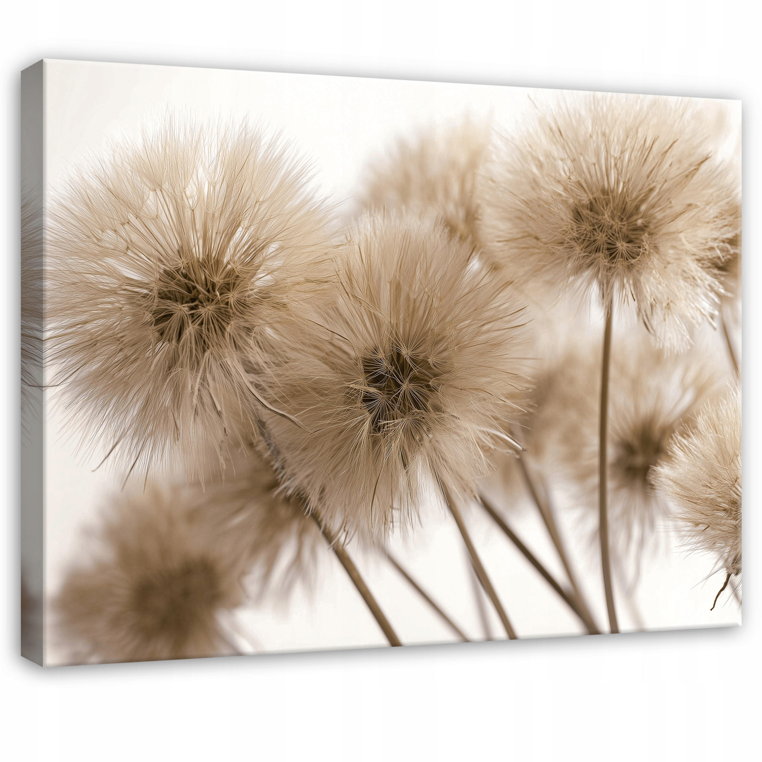 LEINWANDBILD Pusteblumen Blumen Beige 100x70 cm - Multicolor, Holzwerkstoff (100/70cm) - Wallarena