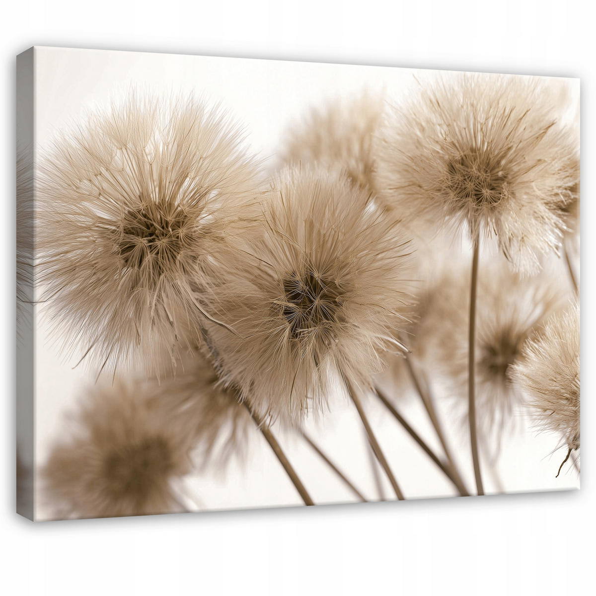 LEINWANDBILD Pusteblumen Blumen Beige 100x70 cm - Multicolor, Holzwerkstoff (100/70cm) - Wallarena