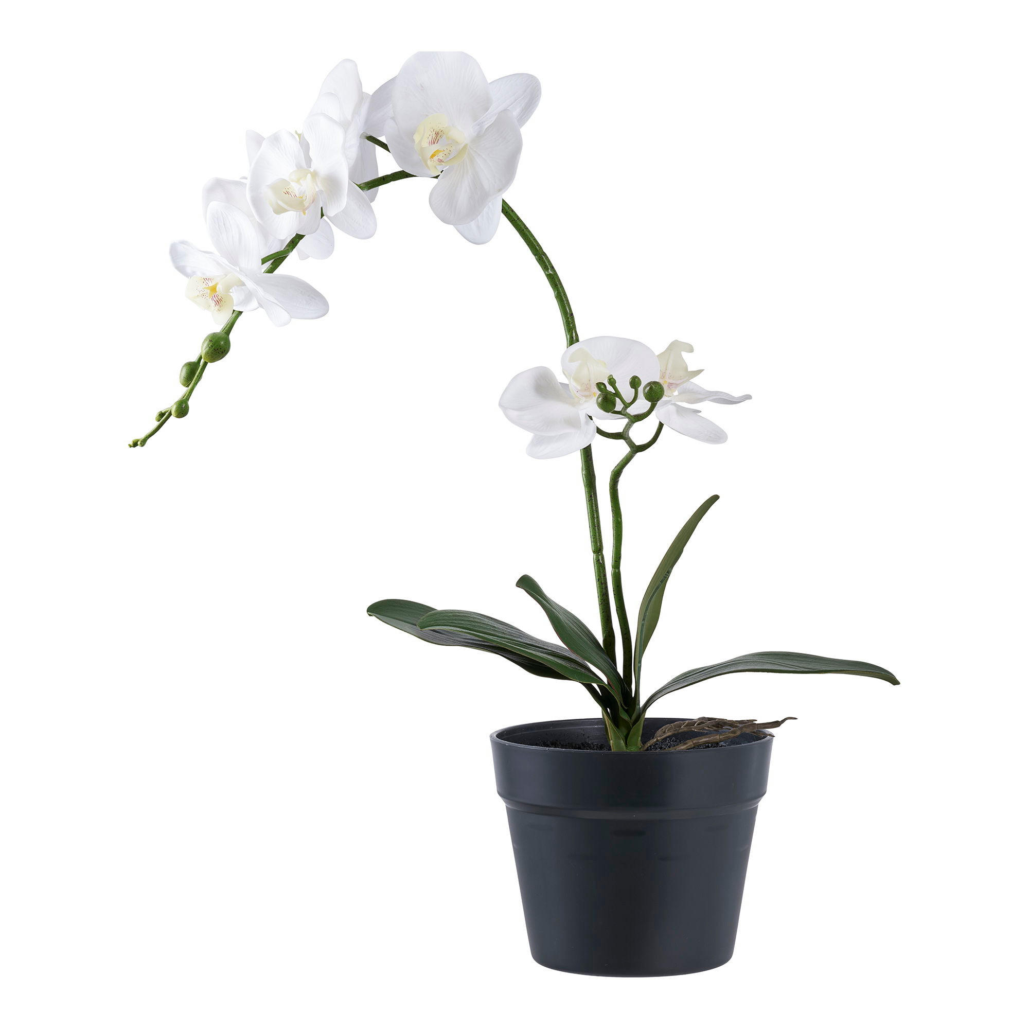 ORCHIDEE PE-Kunststoff Grün / Weiß - Weiß, Kunststoff (34cm) - tinkaro