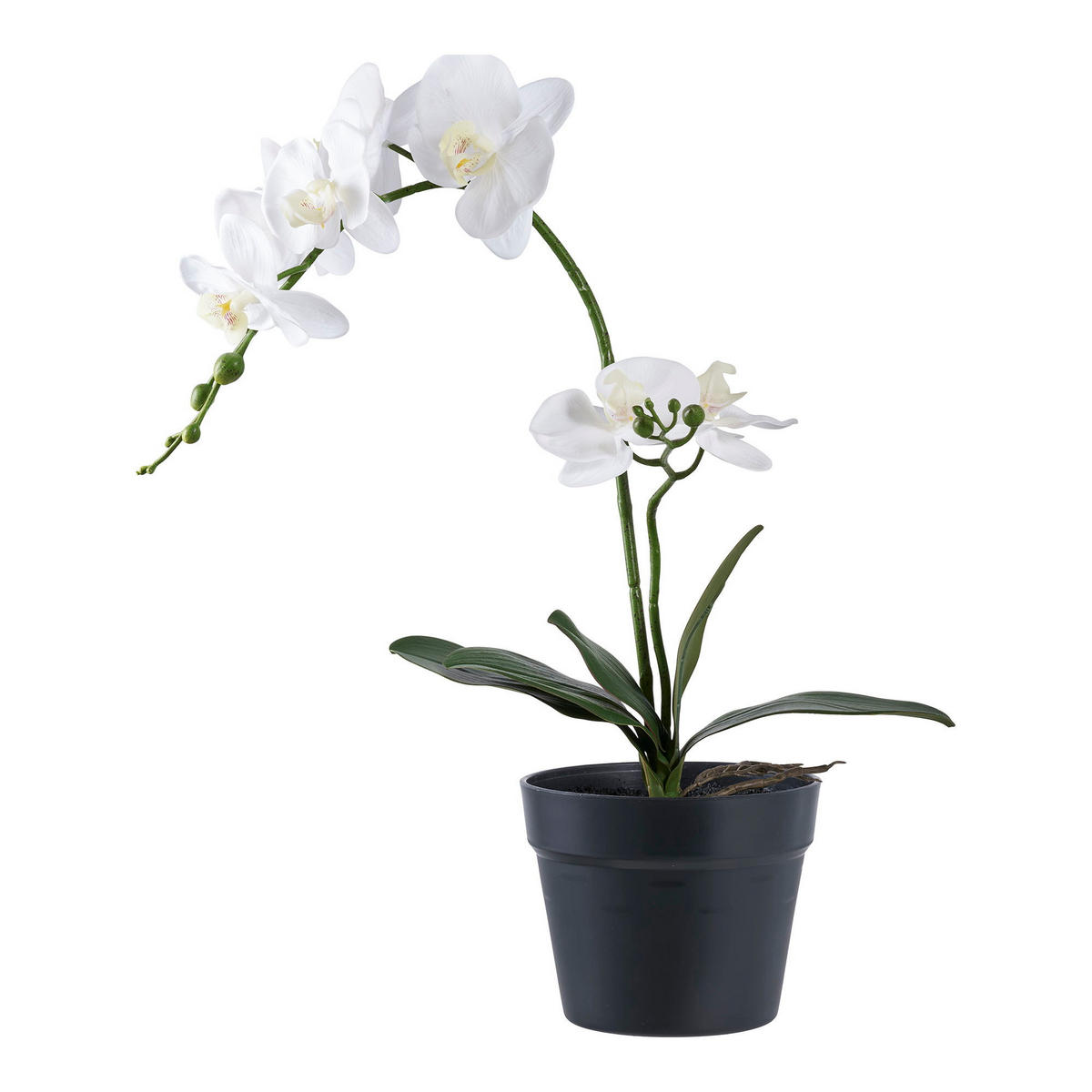 ORCHIDEE PE-Kunststoff Grün / Weiß - Weiß, Kunststoff (34cm) - tinkaro