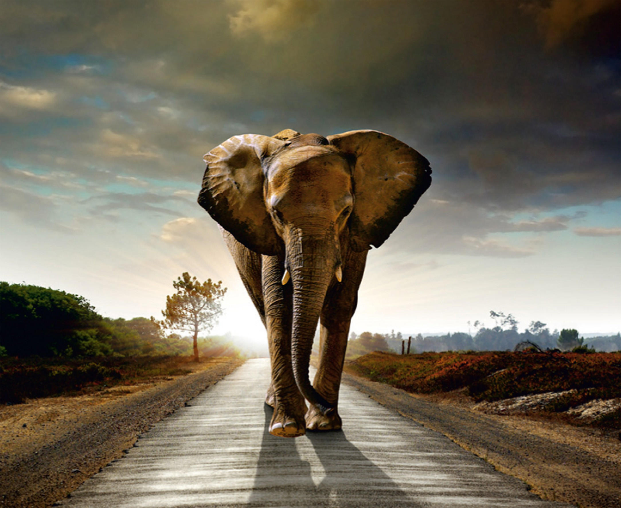 FOTOTAPETE Elefant 375 x 270 cm - Beige, Papier (375/270cm) - Sanders & Sanders