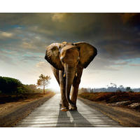 FOTOTAPETE Elefant 375 x 270 cm - Beige, Papier (375/270cm) - Sanders & Sanders