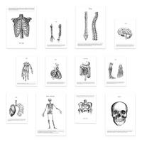 POSTER Set Mit 12 Anatomie Knochen Und Organe A3 Rahmenlos - Klar, Papier (29.7/5/42cm) - Nacnic