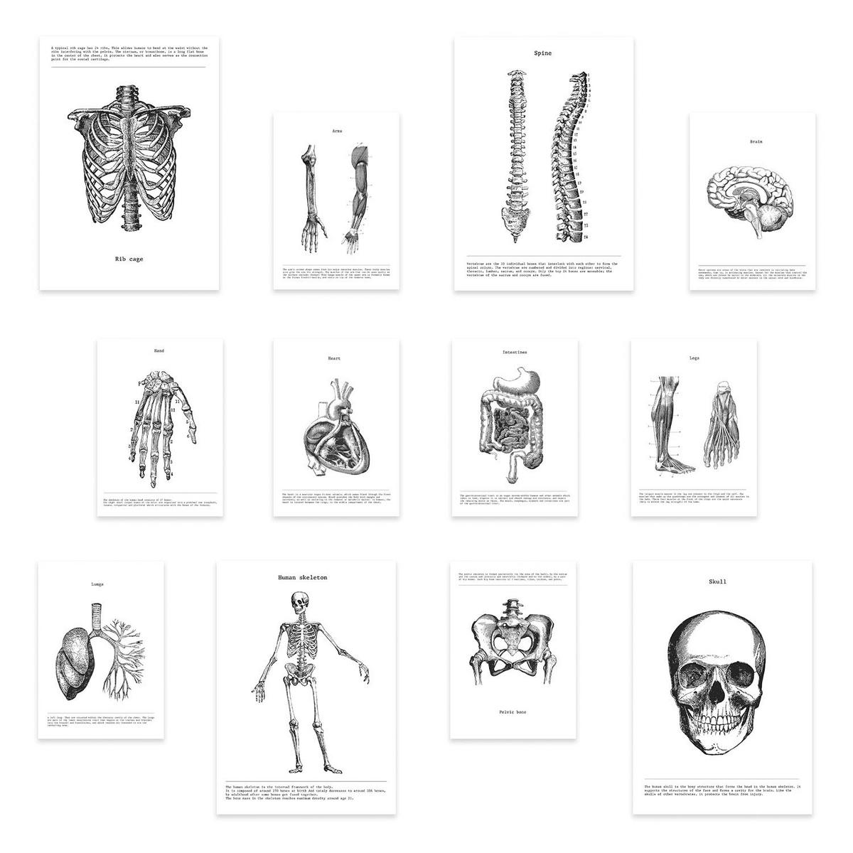 POSTER Set Mit 12 Anatomie Knochen Und Organe A3 Rahmenlos - Klar, Papier (29.7/5/42cm) - Nacnic