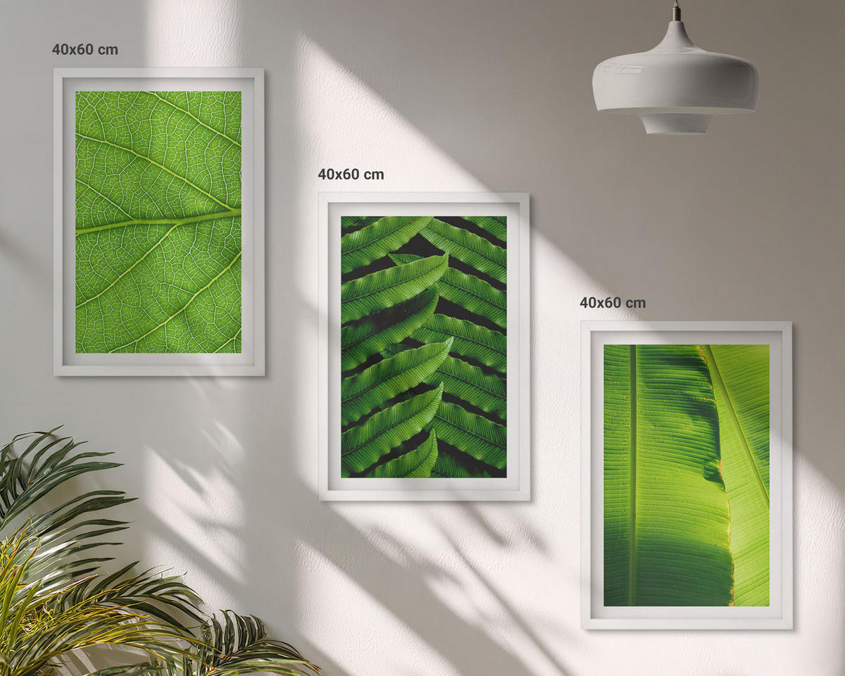 BILDER SET 3er Set - 40x60 cm Weißer Rahmen - Makrofotografie von tropischen Blättern - Weiß, Kunststoff (40/60cm) - TULUP