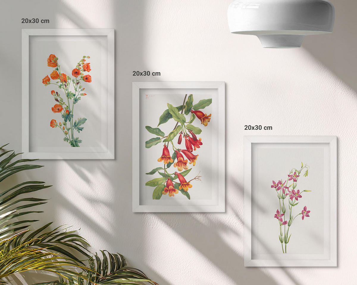WANDBILDER 3er-Set - 20x30 cm Weißer Rahmen - Vintage-Retro-Blumenmalerei - Weiß, Kunststoff (20/30cm) - ArtPrintCave