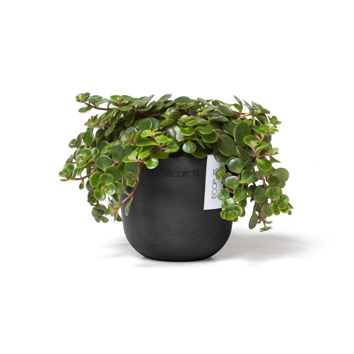 BLUMENTOPF Oslo Mini 11,4/9,5 cm Dunkelgrau - Dunkelgrau, Kunststoff (11.4/9.5cm) - Ecopots