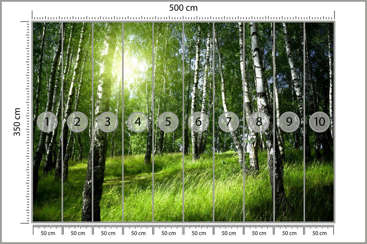 FOTOTAPETE für Wohnzimmer Grüner Birkenwald Gras Sonne Natur 500x350 - Schwarz/Weiß, Papier (500/350cm) - Muralo