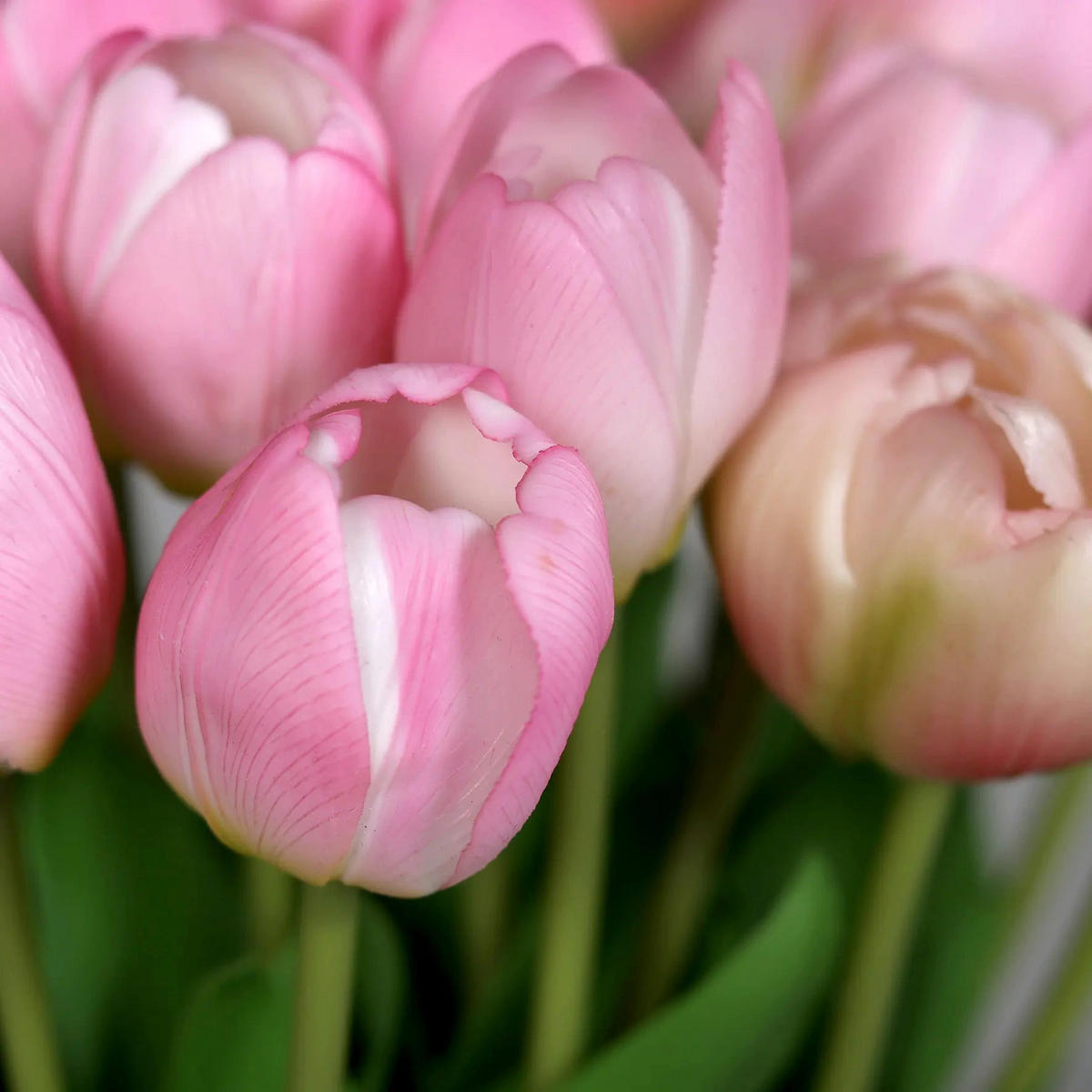 KUNSTBLUME Künstlicher Tulpenstrauß - Vegeta 36 cm in Glasvase mit künstl. Wasser - Rosa, Kunststoff (36cm) - aplanta