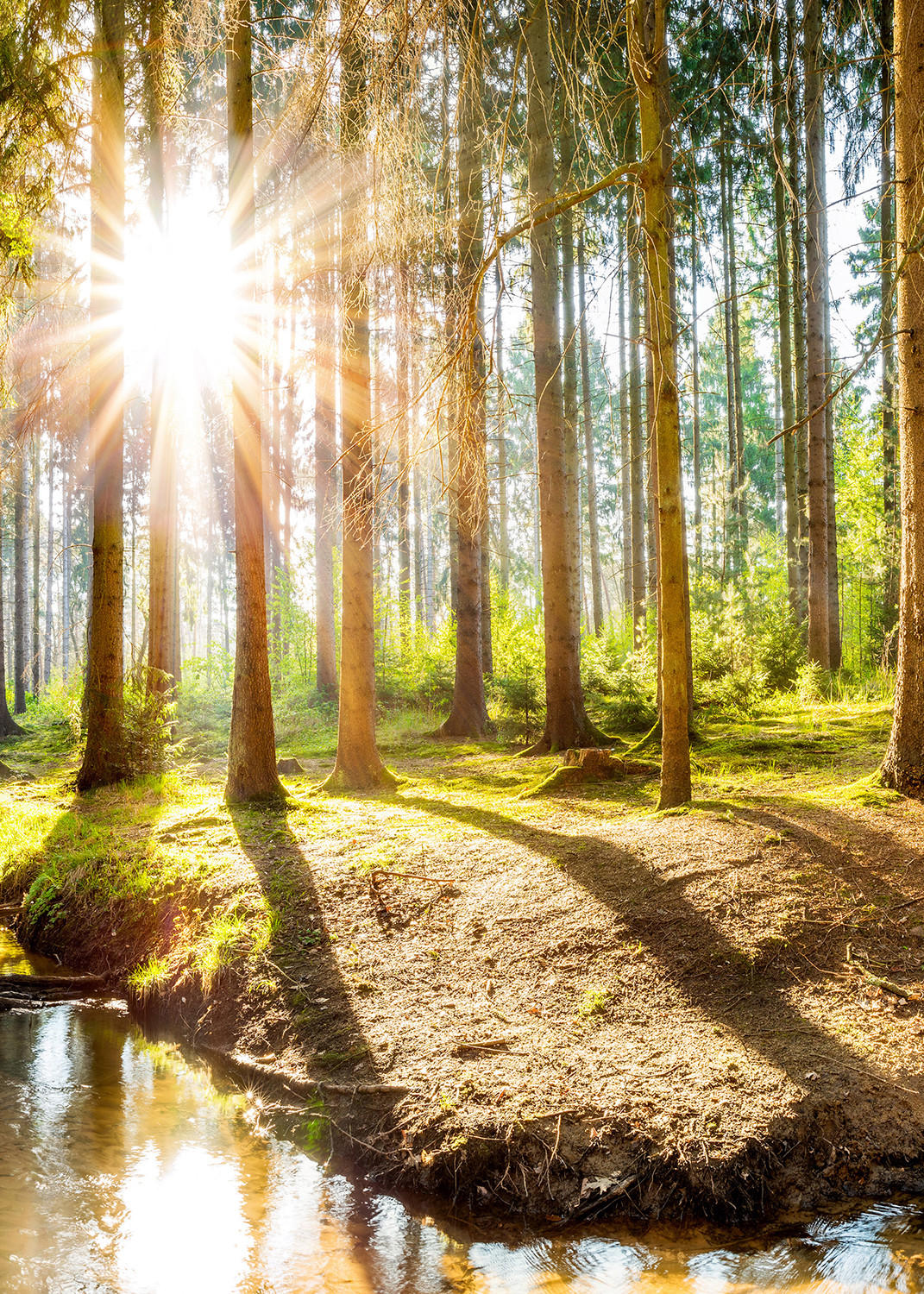VERDUNKELUNGSROLLO 100x140 cm Sonne im Wald - Braun, Textil (100/140cm) - TULUP