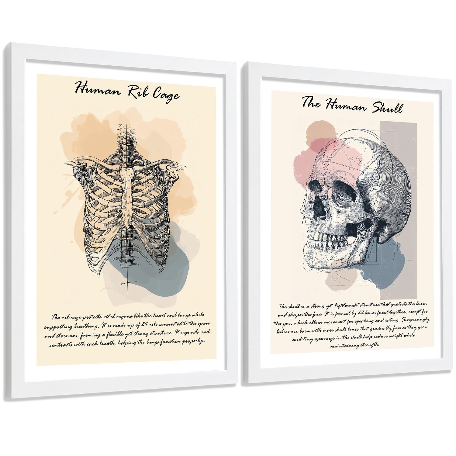 POSTER Set aus 2 Anatomie Mensch Lernposter Drucke und Wandbilder mit Skelett Rippen und Schädel Klinik Büro Dekoration Größe Weißer Rahmen A4 - Weiß, Papier (21/29.7/3cm) - Nacnic