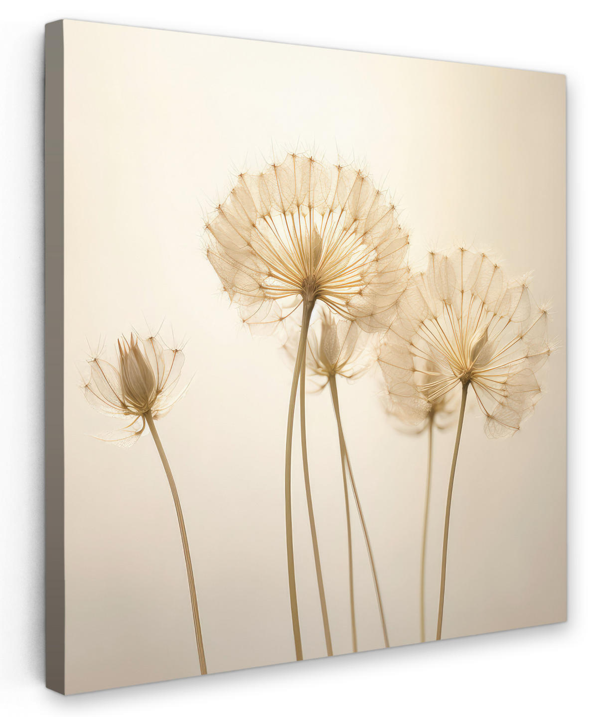 LEINWANDBILD Sonnenlicht - Löwenzahn - Botanisch - Blumen 90x90 cm - Creme, Textil (90/90cm) - MuchoWow