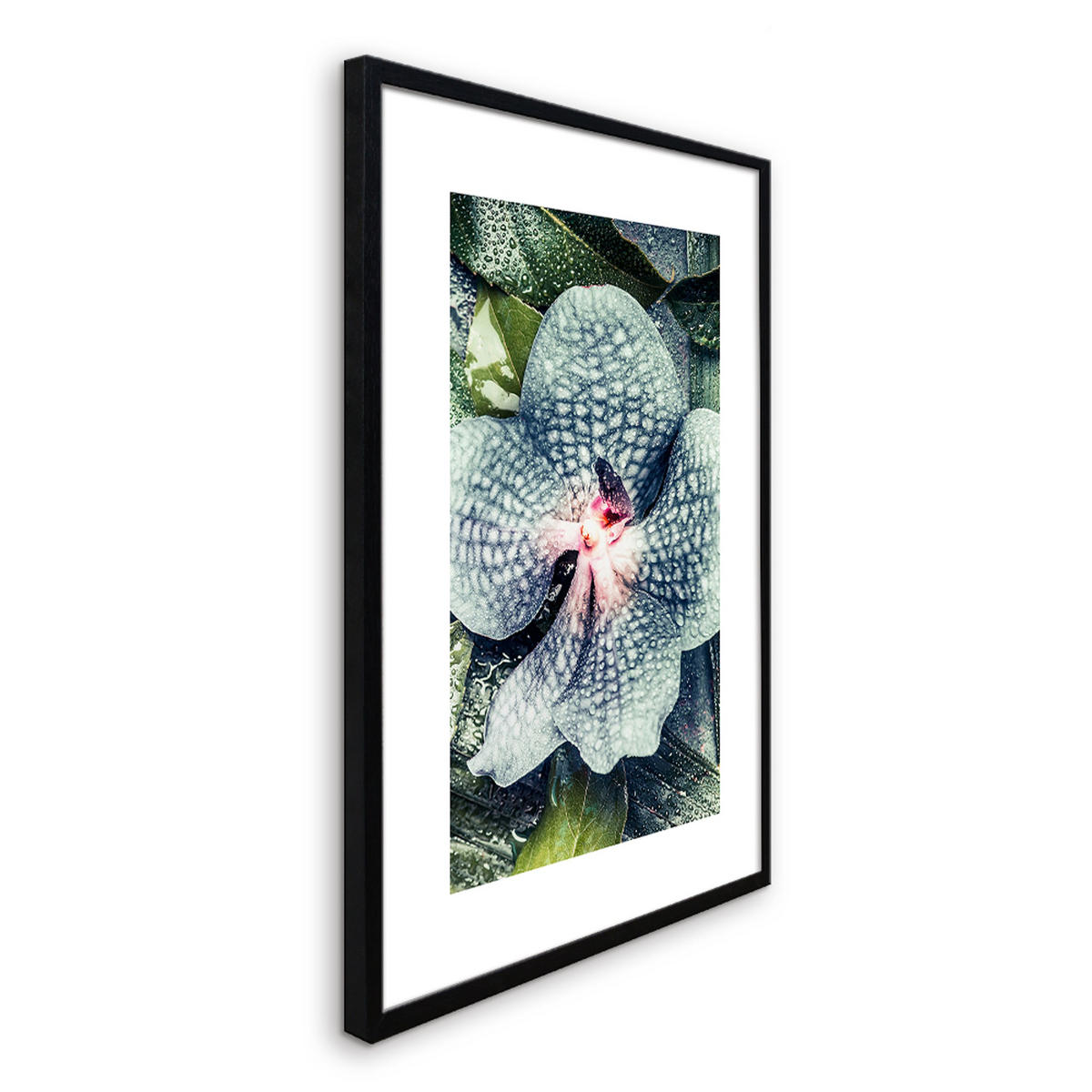 POSTER mit Rahmen 50x70 cm Orchidee Grün - Rosa, Holz (51/71cm) - artissimo