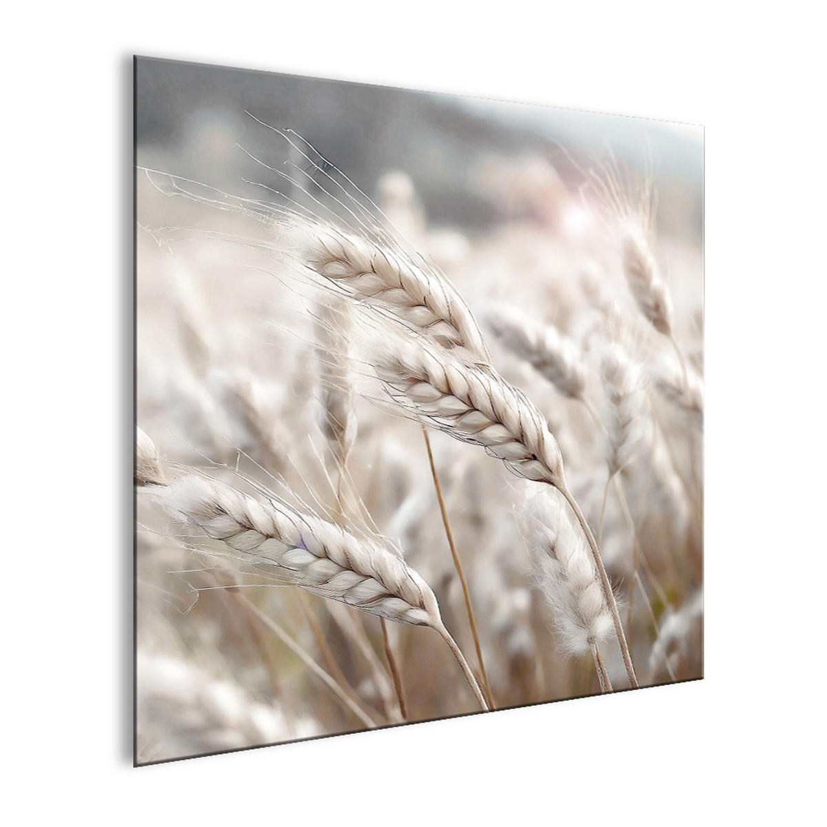 GLASBILD 30×30 cm Getreideähren beige - Beige, Glas (30/30cm) - artissimo